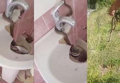 Evinin lavabosunu çekiçle kırıp sıkışan yılanı çıkardı