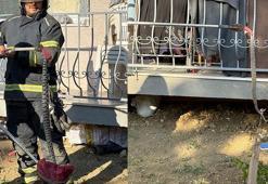 Apartmanın bahçesine giren Kafkas burunlu engerek yılanını itfaiye ekipleri yakaladı