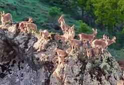 Munzur Dağları'nda dağ keçileri görüntülendi