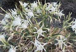 Kum zambakları çıkmaya başladı; koparmanın cezası 387 bin 141 lira