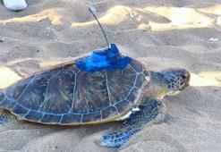 Uydu takip cihazı takılan 'Soli', Akdeniz'in sularına bırakıldı