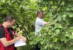 Ordu'da tahmini fındık rekoltesi tespit çalışmaları başladı