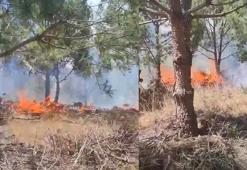 Bursa'da ağaçlık alanda yangın