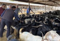 Elazığ’da Hayvan Borsası, şap hastalığı nedeniyle kapatıldı