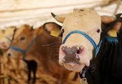 Hayvan satış yerlerinin faaliyetleri geçici süreyle durduruldu