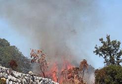 Bodrum'daki yangında 2 hektar alan zarar gördü
