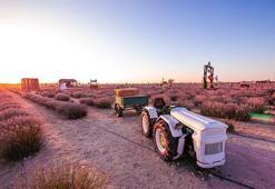 Moloz yığınları ile kaplı alan lavanta bahçesine dönüştü