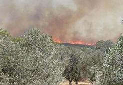 İzmir Çeşme'de orman yangını