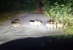 Zonguldak’ta 18 yavru domuz görüldü