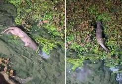 'Kadın Azmağı'nda nesli tükenme tehlikesindeki su samuru görüntülendi