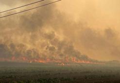 Manisa'da çıkıp, İzmir'e ulaşan yangında 250 hektar alan zarar gördü