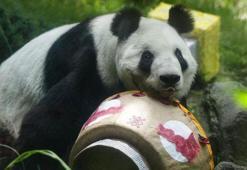 Meksika'da dev panda Xin Xin'in 35’inci doğum günü kutlandı