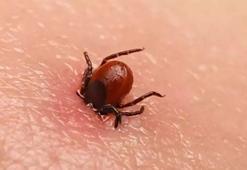 Bolu'da kenenin ısırdığı kadın öldü