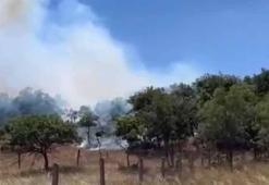 Silivri'de orman yangını