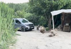 Nemrut’ta ayı ve 2 yavrusu, belgesel ekibinin kurduğu sofrayı dağıttı