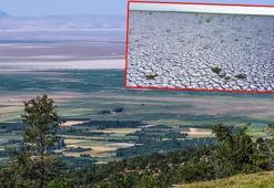 Kuruyan Akşehir Gölü, kara parçasına dönüştü