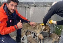 Havalandırma boşluğunda mahsur kalan yavru köpekleri AFAD ekibi kurtardı