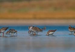 Diyarbakır’da 150’den fazla türe ev sahipliği yapan ‘kuş cenneti’nde kuraklık tehdidi