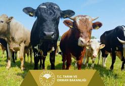 Tarımsal destek ödemeleri bugün hesaplara aktarılıyor