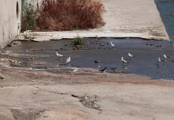 Küçükçekmece’de dereden gelen kokuya mahalleli isyan etti, atık döküldüğü iddia edildi