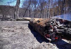 'Toprak, yangının sessiz mağduru oluyor'