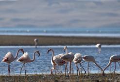 Kuş cenneti Erçek Gölü'nde kuraklık nedeniyle flamingo sayısı azaldı