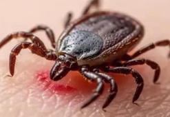 Uzmanından keneye karşı 'dışarıda uyumayın' uyarısı