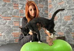 Araç çarpan kedi, tedaviyle hayata tutundu