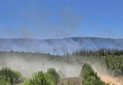 Çanakkale'de orman yangını