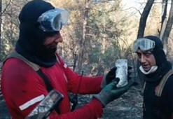 İzmir'de orman yangınında can çekişirken bulunan balığı itfaiye kurtardı