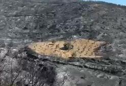 Ödemiş’te küle dönmüş alanın ortasındaki 5 dönüm zeytinlik, yangından etkilenmedi