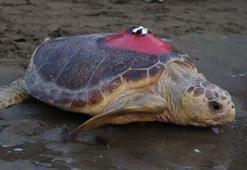 Sinyali kesilen caretta 'Tuba', yuvalama için geldi