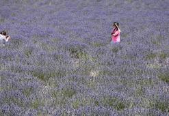 Lavanta bahçesiyle köy, turizm merkezi haline geldi