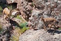 Dağ keçileri, yavrularını beslerken görüntülendi