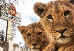 Hayvan parkından kaçan aslan aranıyor; saldırdığı kişi yaralandı