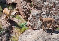 Dağ keçileri, yavrularını beslerken görüntülendi