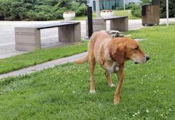 Kanserden bacağı kesilen Latte için kampüste seferberlik
