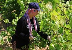 'Erbaa Narince Bağ Yaprağı'nda 2 milyar liralık gelir beklentisi