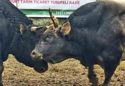 Artvin'de boğa güreşlerine yoğun ilgi