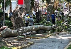 Çınar ağacının kırılan dalı üzerlerine düştü: 1 ölü, 2 yaralı