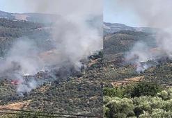 Aydın'da orman yangını kontrol altında