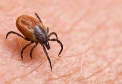 'İklim değişikliği ile beraber keneler İstanbul, İzmir'de de görülmeye başlandı'