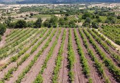 Tokat'taki bağlardan 1 ton yaprak çalındı; köylüler nöbete başladı