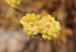 Endemik bitki türü 'Aydın ölmez çiçeği' yok olma tehlikesiyle karşı karşıya