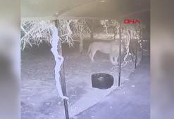 Hayvan parkından kaçan aslanın kafesten kaçma anı güvenlik kamerasında