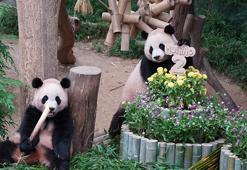 Güney Kore’de ikiz pandaların doğum günü kutlandı