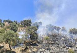 Aydın'da makilik ve zeytinlik alanda çıkan yangın kontrol altında
