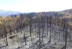 'Yanan yerlere badem, zeytin, ceviz dikme fikri, bilimsel gerçeklikten uzak'