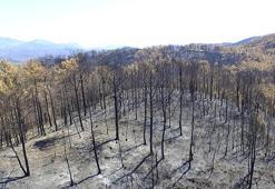 'Yanan yerlere badem, zeytin, ceviz dikme fikri, bilimsel gerçeklikten uzak'