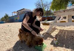 Sahiplenilmeyi bekleyen hayvanların gönüllü bakıcılığını yapıyorlar